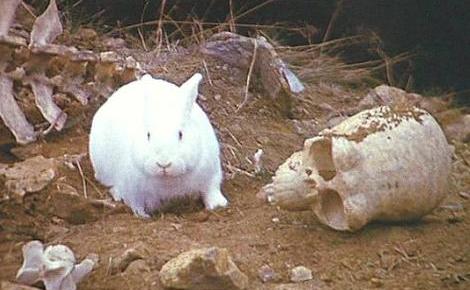 The Rabbit of Caerbannog