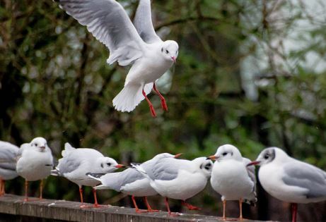 Come and join the flock!