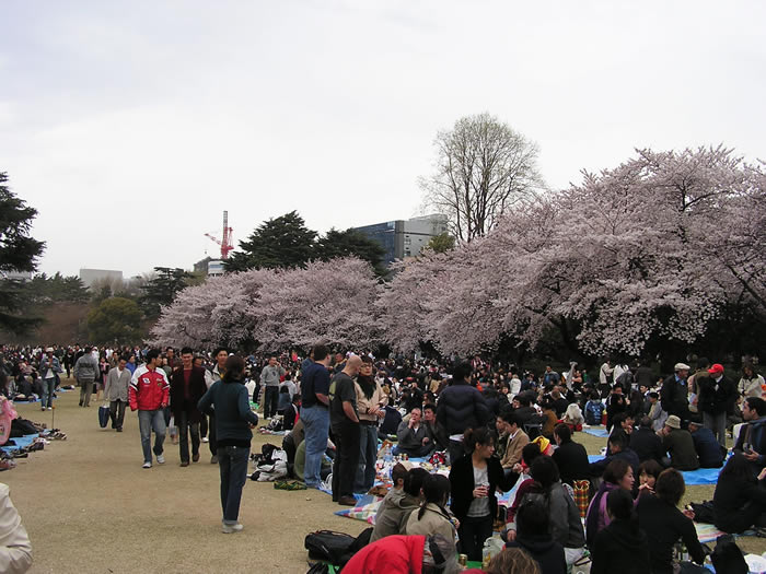 Another Tokyo Meet-up: Sakura Edition