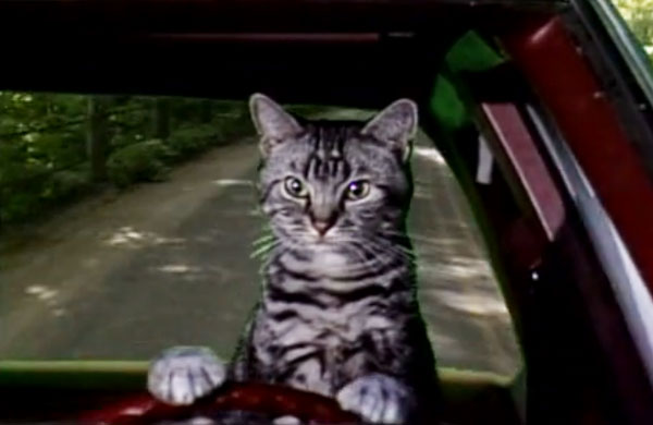 Toonces, the Driving Cat